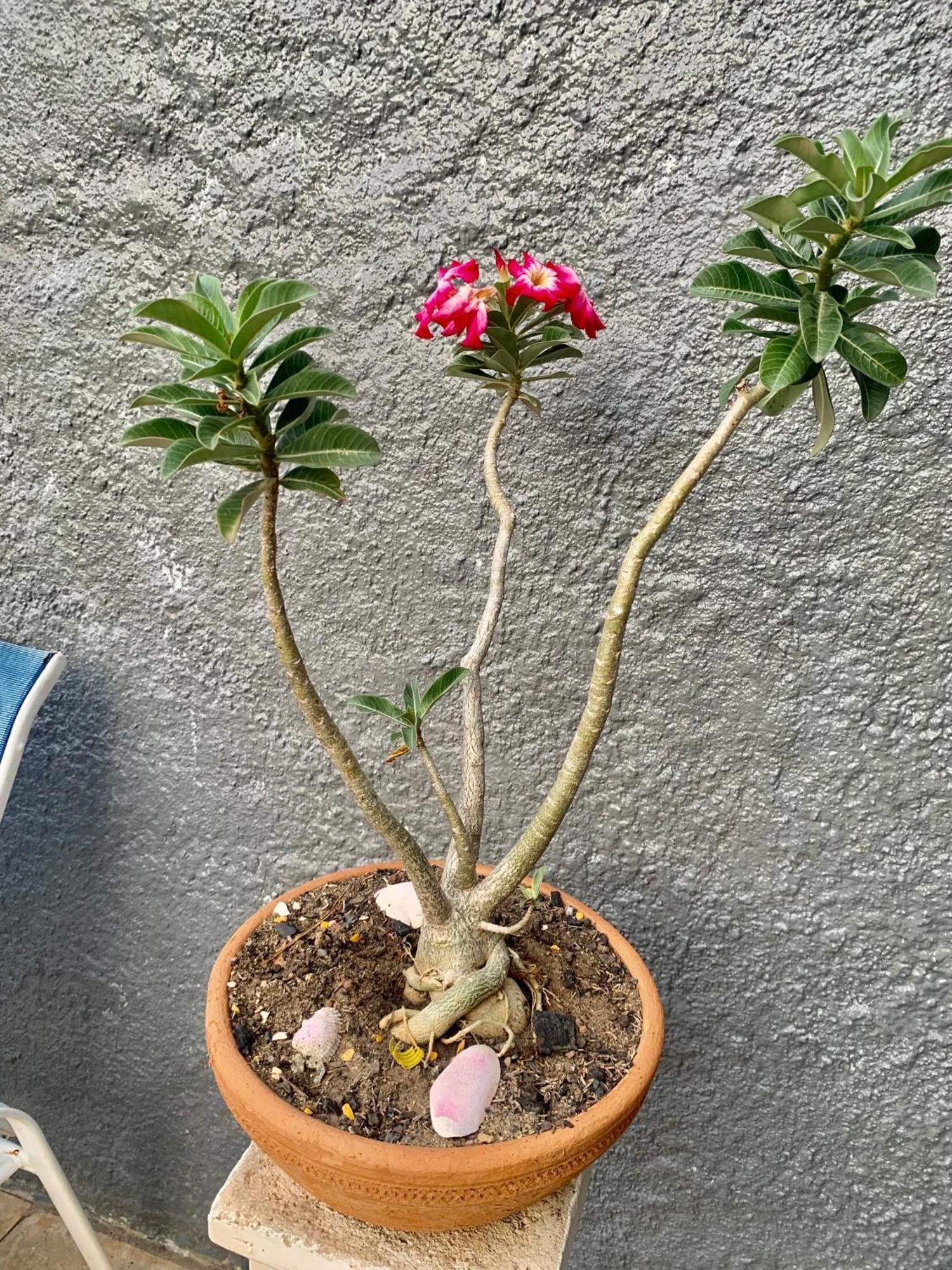 MaceióHouse Farol公寓 外观 照片